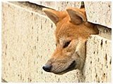 ジーニー きょうのわんこ 写真4