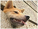 ジーニー きょうのわんこ 写真5