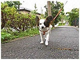 アリス きょうのわんこ 写真2