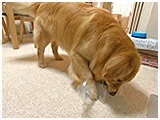 そら きょうのわんこ 写真4