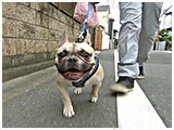 栗子 きょうのわんこ 写真5