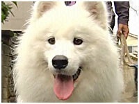 太郎 きょうのわんこ 写真1