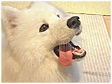 太郎 きょうのわんこ 写真3