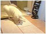 太郎 きょうのわんこ 写真4