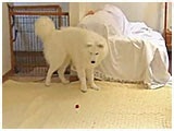 太郎 きょうのわんこ 写真5