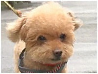 のの子 きょうのわんこ 写真1