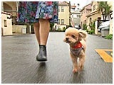 のの子 きょうのわんこ 写真2