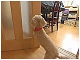 のの子 きょうのわんこ 写真4