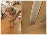のの子 きょうのわんこ 写真5