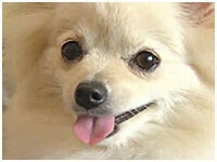 ひめ きょうのわんこ 写真1