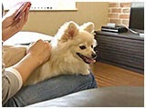 ひめ きょうのわんこ 写真2