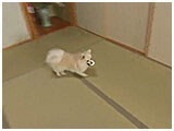 ひめ きょうのわんこ 写真3