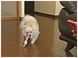 ひめ きょうのわんこ 写真4