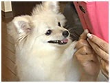 ひめ きょうのわんこ 写真5