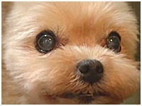 モカ きょうのわんこ 写真1