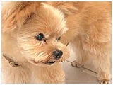 モカ きょうのわんこ 写真5