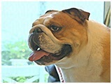 アンディー きょうのわんこ 写真3