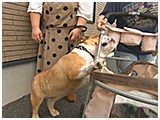 アンディー きょうのわんこ 写真4