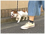 ステップ きょうのわんこ 写真2