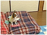 ステップ きょうのわんこ 写真5