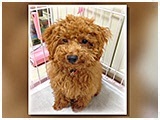 愛 きょうのわんこ 写真3
