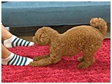 愛 きょうのわんこ 写真4