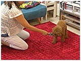 愛 きょうのわんこ 写真5