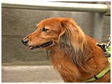 ナッツ きょうのわんこ 写真2