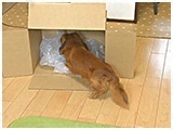 ナッツ きょうのわんこ 写真4