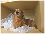 ナッツ きょうのわんこ 写真5