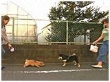 モモ きょうのわんこ 写真4