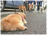 モモ きょうのわんこ 写真5