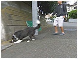 サーフ きょうのわんこ 写真3