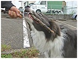 サーフ きょうのわんこ 写真4