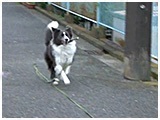 サーフ きょうのわんこ 写真5