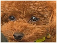 ルーシー きょうのわんこ 写真1
