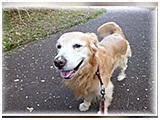 福太郎 きょうのわんこ 写真2