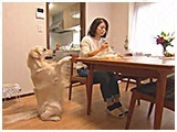 福太郎 きょうのわんこ 写真3
