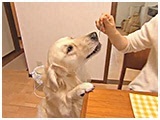 福太郎 きょうのわんこ 写真4