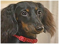 紬 きょうのわんこ 写真1