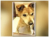 紬 きょうのわんこ 写真3