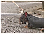 紬 きょうのわんこ 写真4