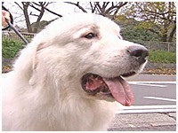 海斗 きょうのわんこ 写真1
