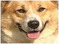 コロ きょうのわんこ 写真1
