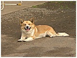 コロ きょうのわんこ 写真2