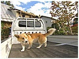 コロ きょうのわんこ 写真3
