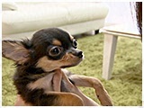 諭吉 きょうのわんこ 写真3