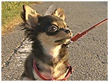 諭吉 きょうのわんこ 写真4