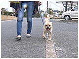 サスケ きょうのわんこ 写真2