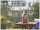 サスケ きょうのわんこ 写真3